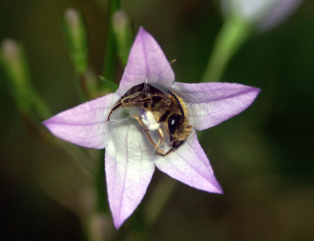Andrena pandellei - Copyright Hugues Mouret